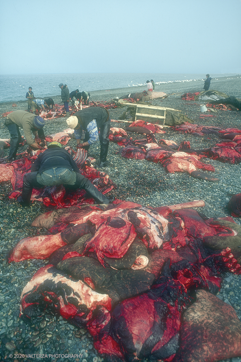 151 SIBERIA.jpg - Luglio/Agosto 1992. Siberia, terra dei Chukchi. Nell'oceano artico  125 Km a nord-est della penisola dei Chukchi (Siberia) c'Ã¨ l'isola di Wrangel, essa ospita piÃ¹ del doppio di specie vegetali (417) di qualsiasi territorio artico a paritÃ  di superficie nonchÃ¨ 30 specie diverse di uccelli oltre ad orsi polari, foche e trichechi ; per questo motivo   Ã¨ stata proclamata patrimonio dell'umanitÃ  dall'UNESCO. Nella foto Uelen , momenti della macellazione dei trichechi cacciati.